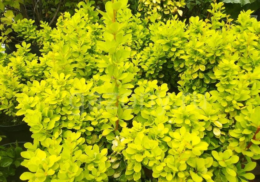 Барбарис тунберга Голден Хоризон